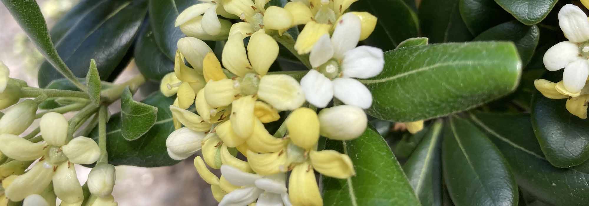 Growing a Pittosporum in a pot