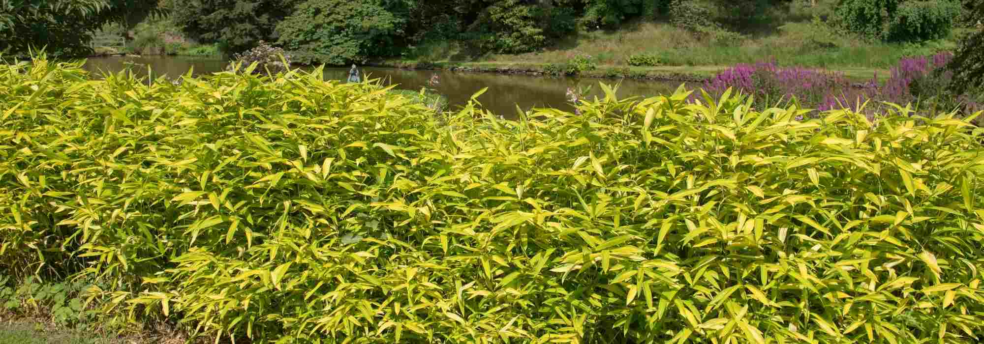 Pleioblastus, dwarf bamboo: planting, cultivation