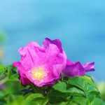 The best roses for Mediterranean climate