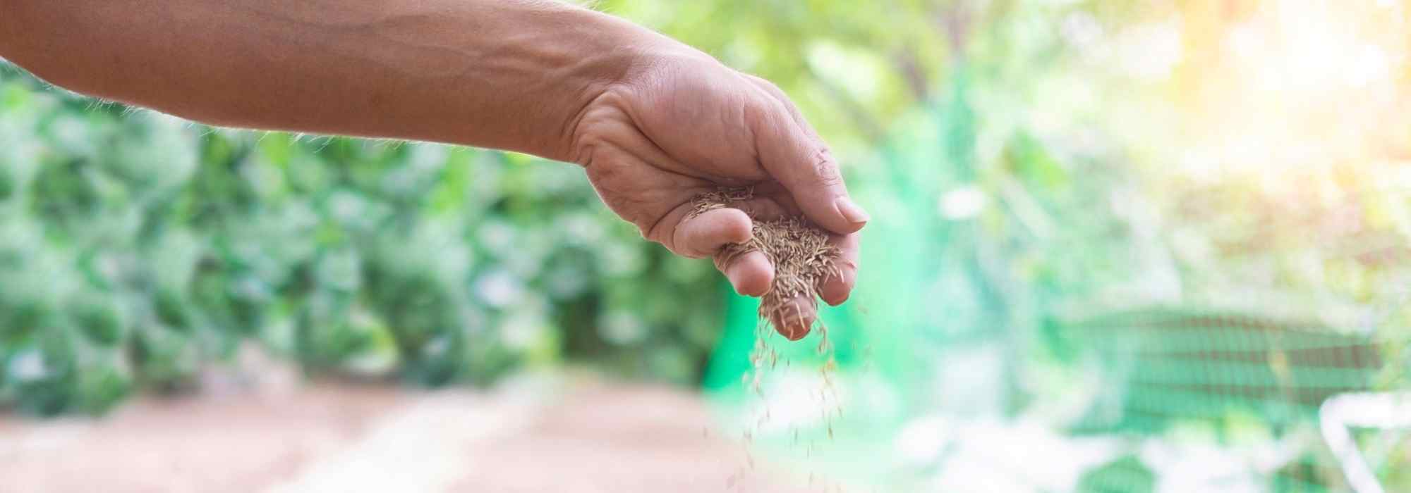 Broadcast sowing: the successful method