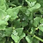 Tetragonous: sowing, cultivation, harvest