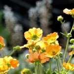 10 perennial plants with early summer flowering