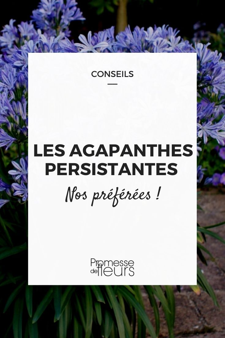 evergreen agapanthus