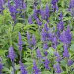 How to sow Agastache?
