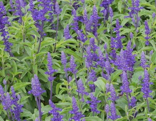 How to sow Agastache?