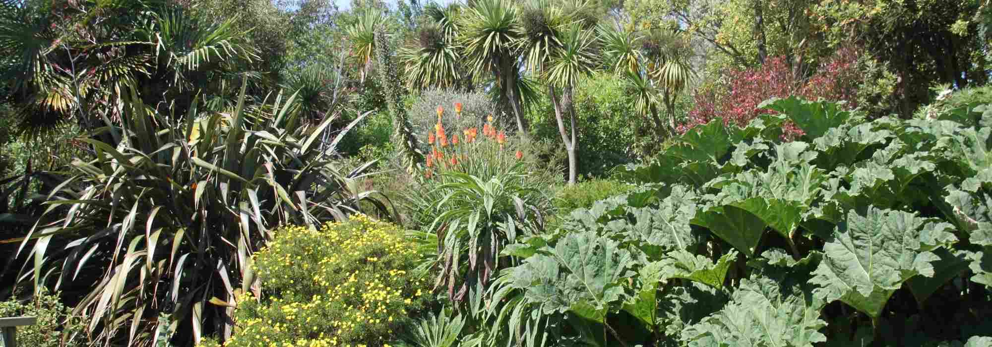 How to design a tropical garden?