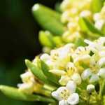 12 evergreen bushes to plant in full sun