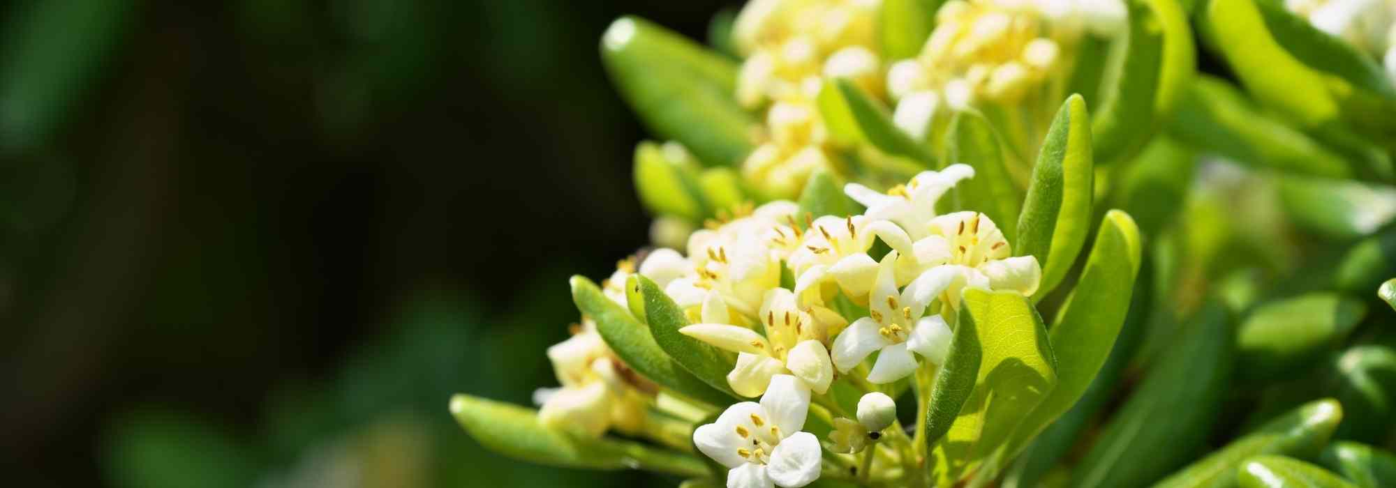 12 evergreen bushes to plant in full sun