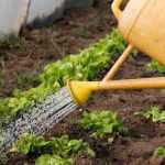 How to manage watering in a greenhouse?