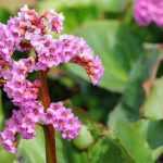 5 groundcovers for clay soil