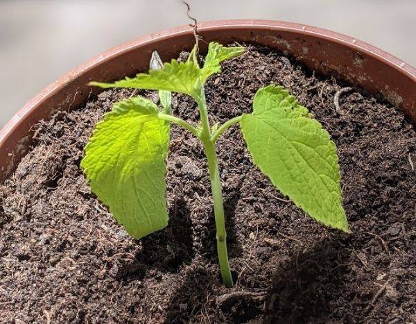 How to take cuttings from Agastache?