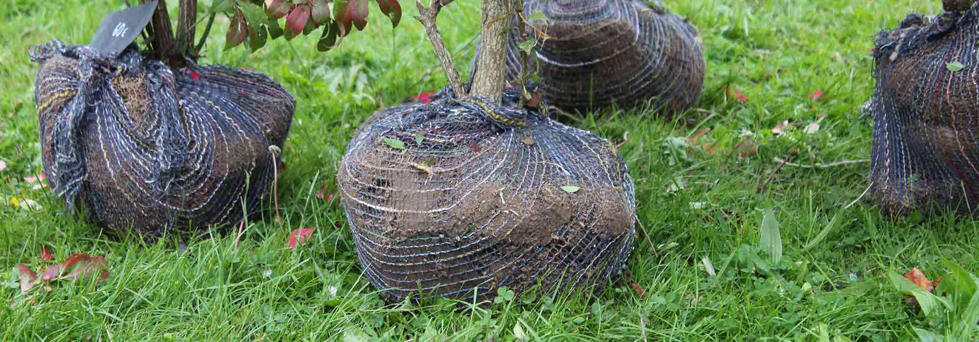 What is root pruning before transplantation?