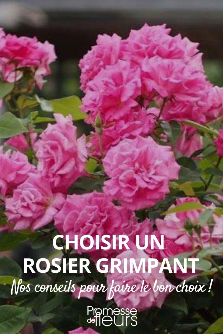 Choosing a Climbing Rose