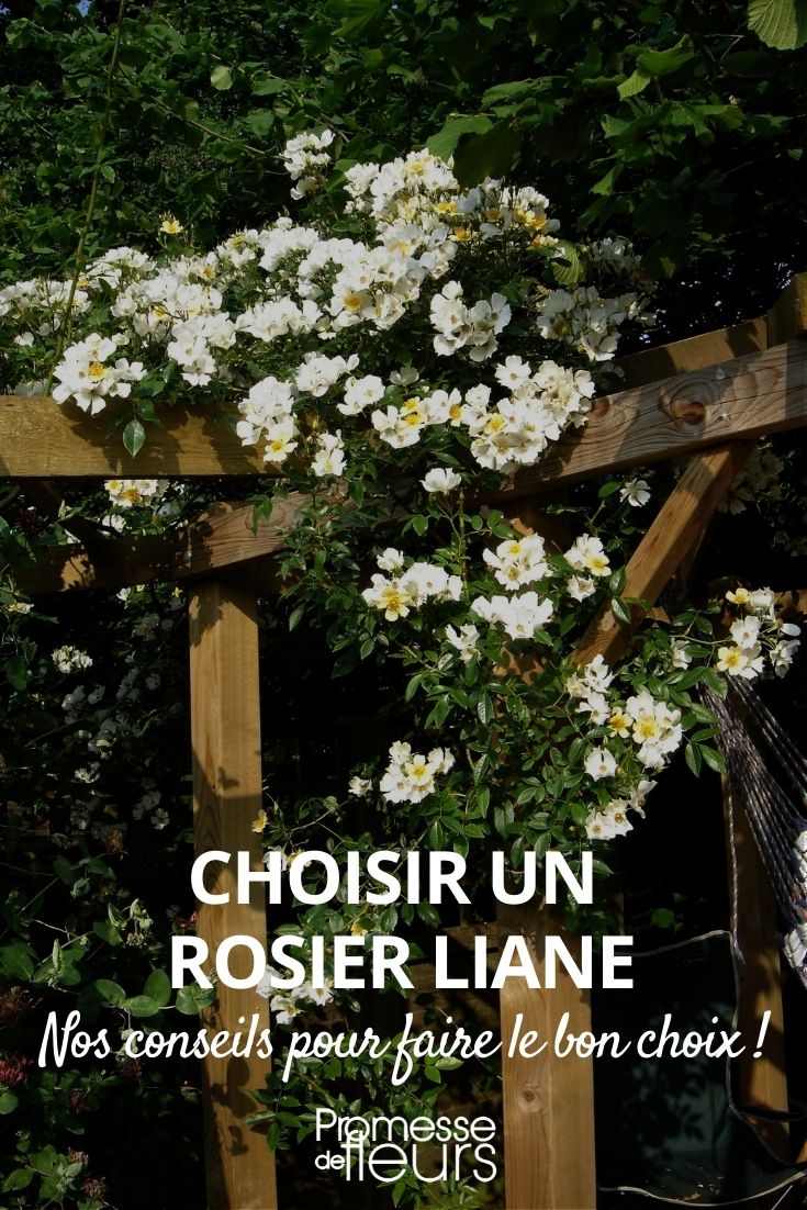 Choosing a Climbing Rose Liana
