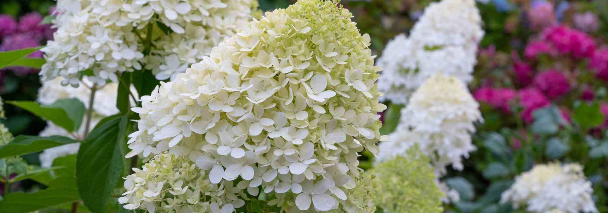 Choosing a Hydrangea paniculata