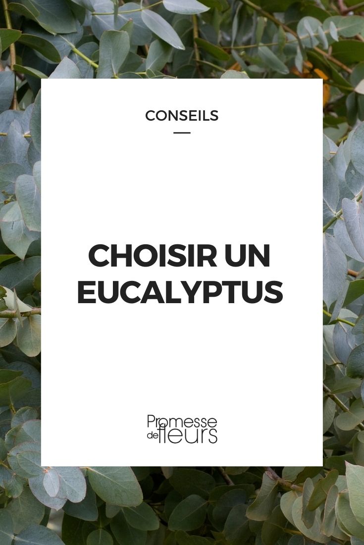 Choosing an Eucalyptus