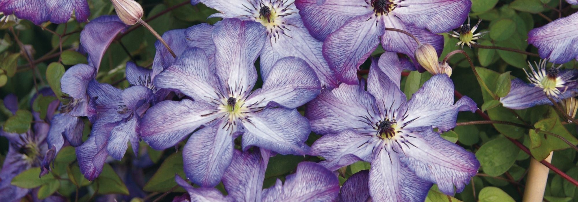 7 violet viticella clematis to plant in the garden!