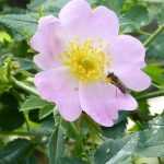 How to make rosehip jam? From picking to the recipe