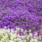 5 perennials for dry ground
