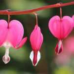 Choosing a Bleeding heart