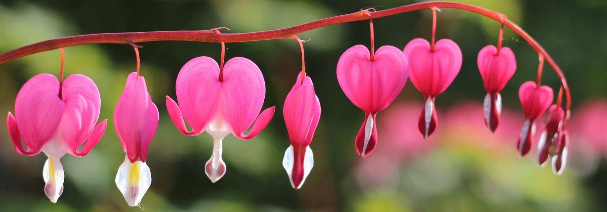 Choosing a Bleeding heart