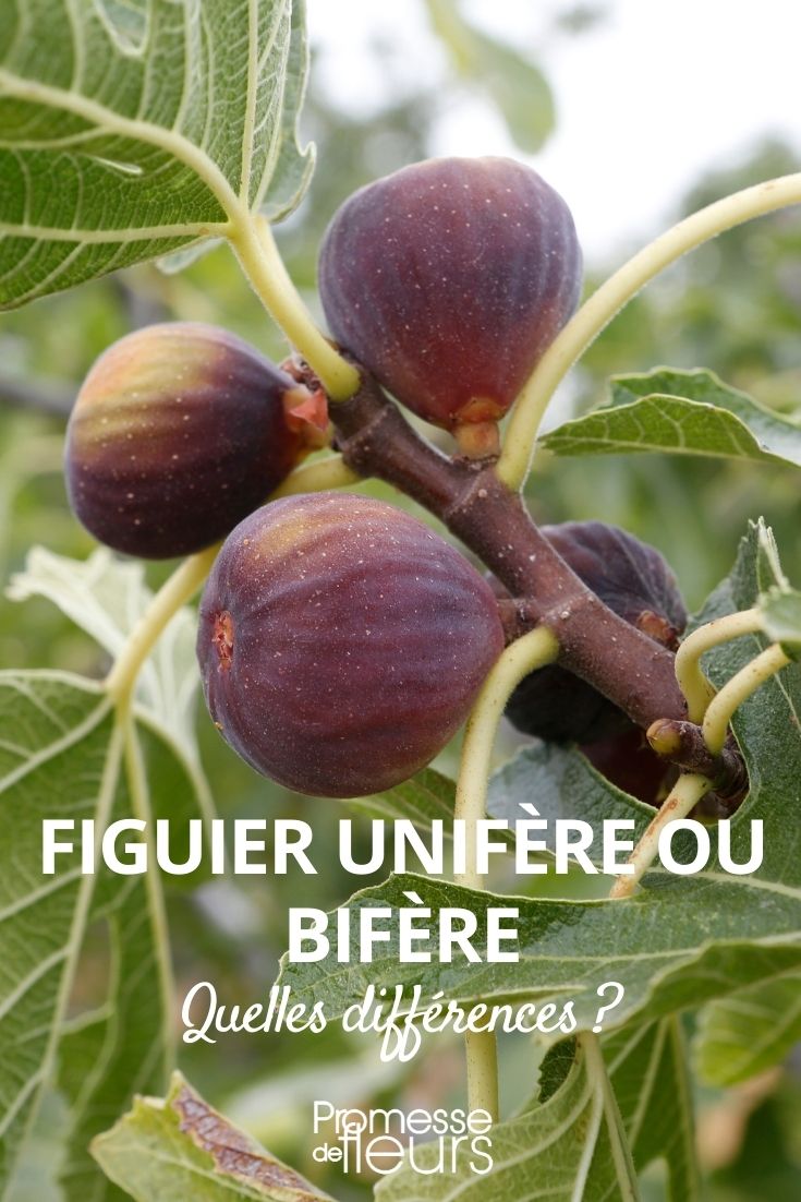 biferous and uniferous fig tree