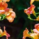 5 climbing plants to grow in pots on a south-facing balcony