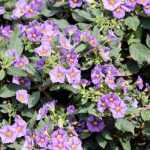 6 climbing plants to grow in pots on a west-facing balcony