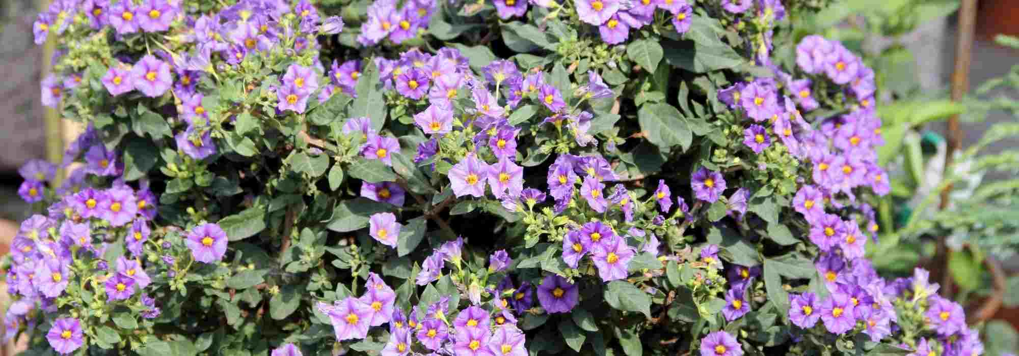 6 climbing plants to grow in pots on a west-facing balcony