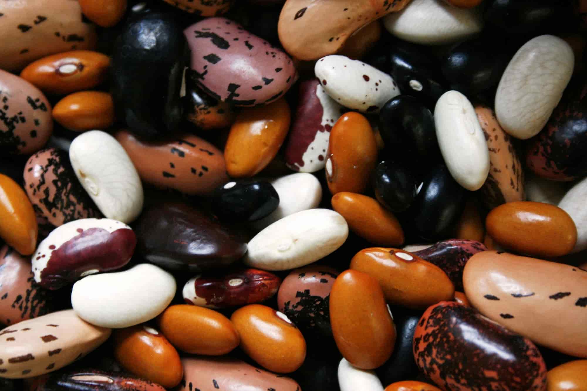 How to grow dry beans?