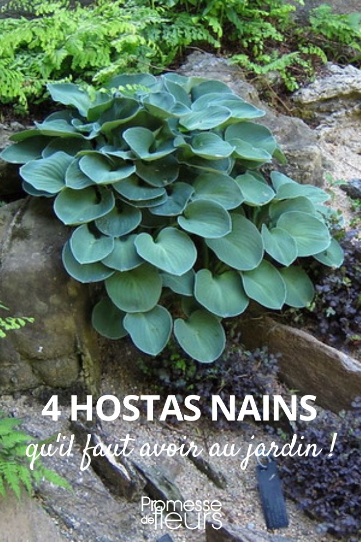 dwarf hosta