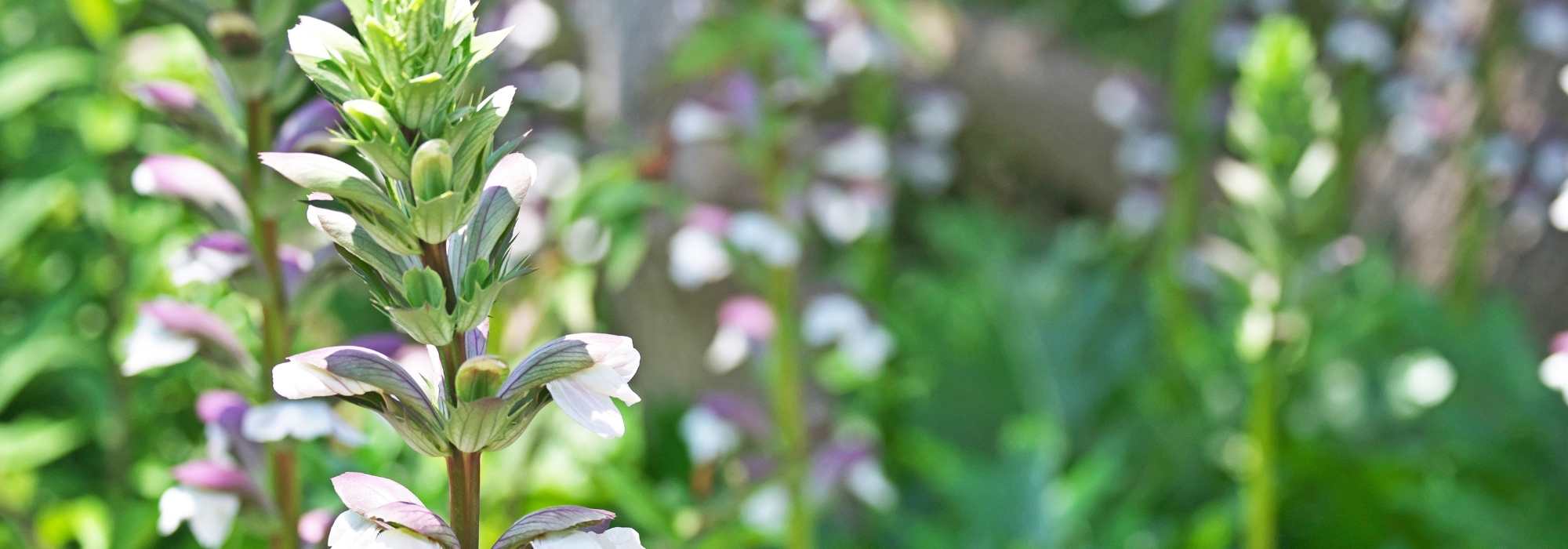 Associating Acanthus : the best companion plants