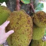 What is jackfruit?