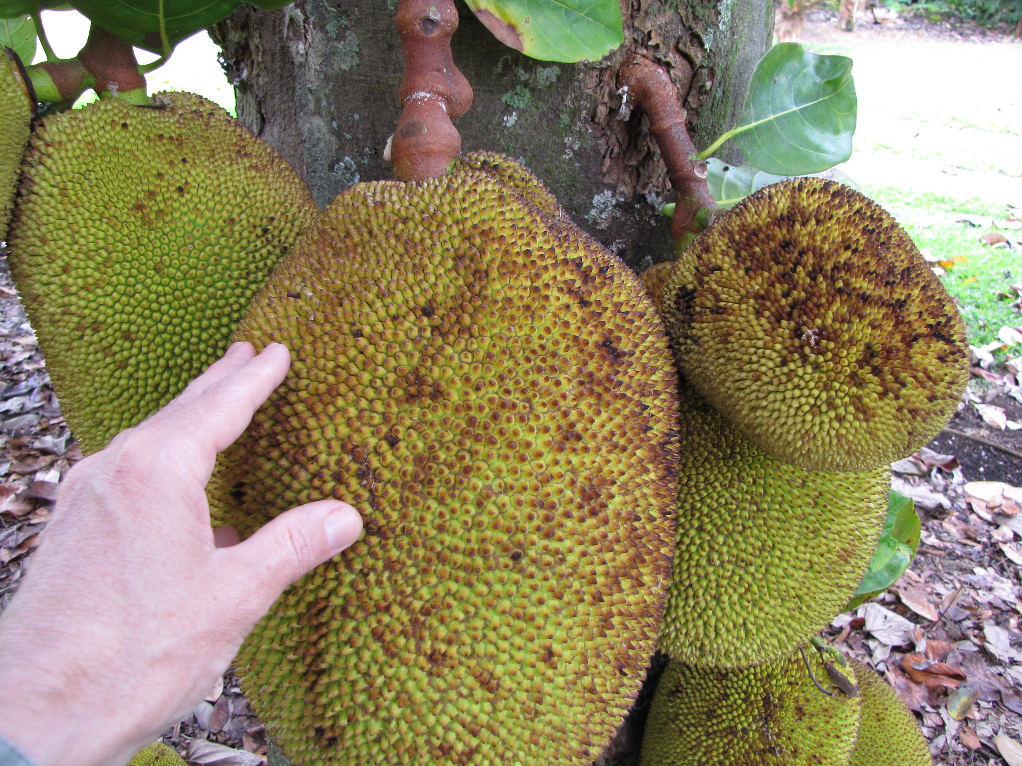 What is jackfruit?