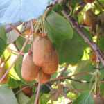 Pruning kiwi: when and how to prune an actinidia?