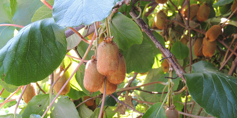 Pruning kiwi: when and how to prune an actinidia?