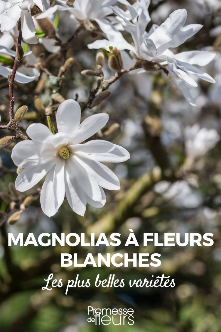 white-flowered magnolia