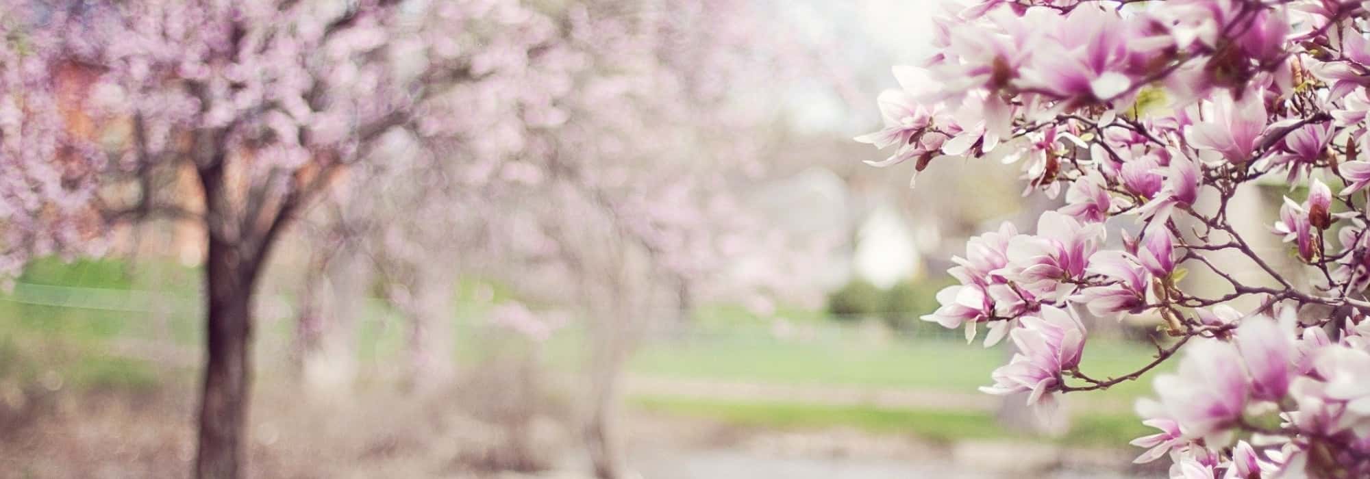 The most beautiful specimen trees