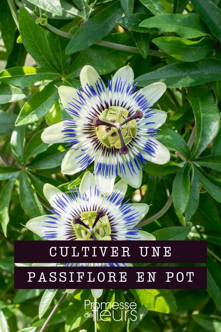 Growing a Passionflower in a Pot