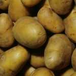 Growing Potatoes on Grass