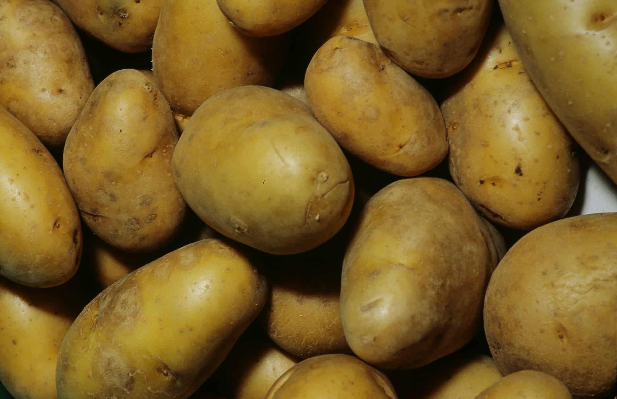 Growing Potatoes on Grass