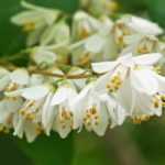 What can be planted on a west-facing terrace?