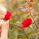 Roses for young and old children, named after cartoons