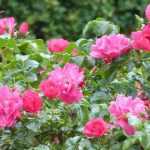How to choose a groundcover rose?