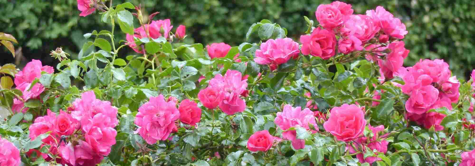 How to choose a groundcover rose?