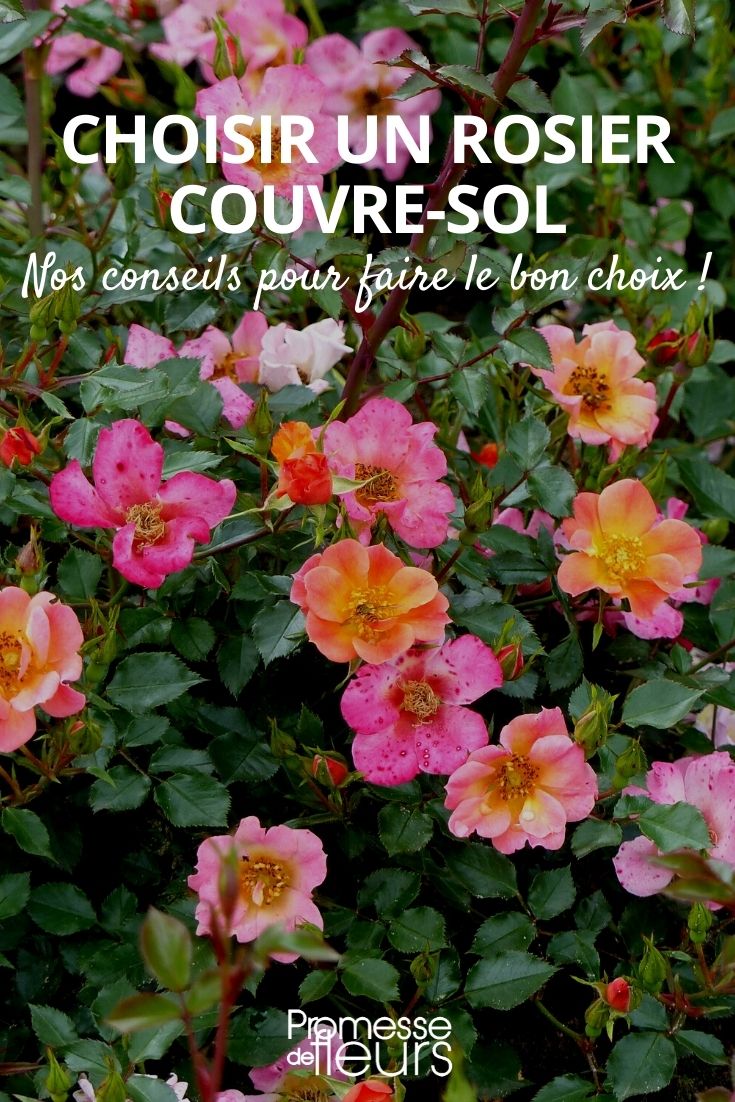 Choosing the Right Ground Cover Rose