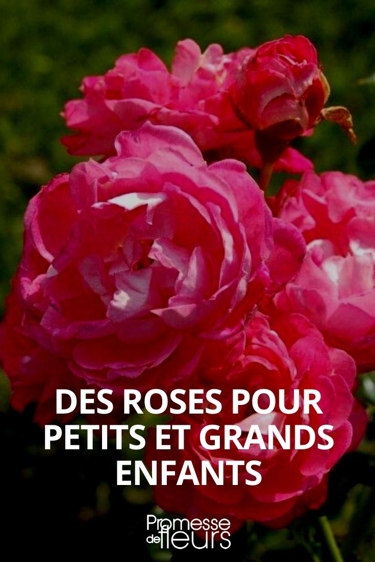 Roses Named After Disney Characters