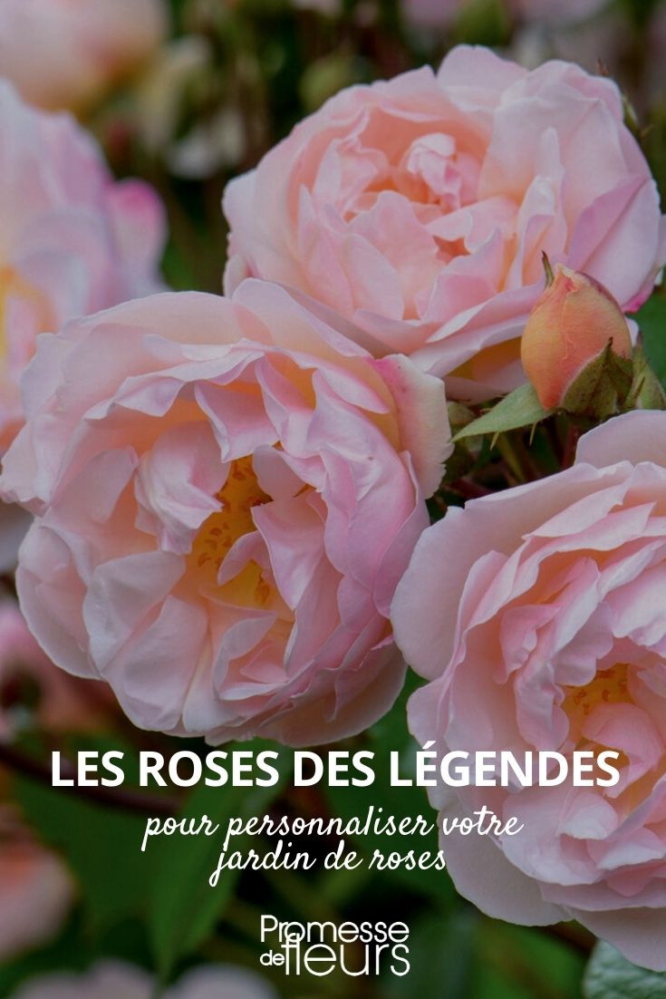 Selection of Legendary Roses
