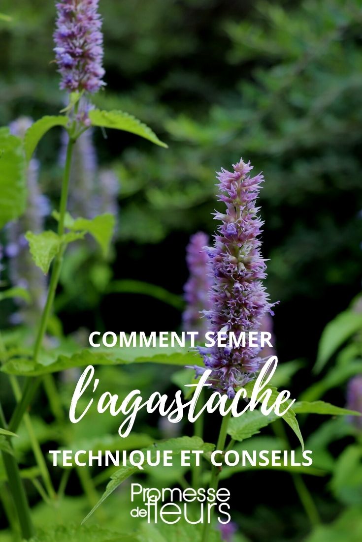 Sowing Tutorial for Agastache