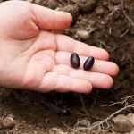 Station sowing: what is it?